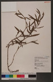 Polygonum trigonocarpum (Makino) Kudo & Masamune Ӹd