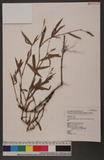 Polygonum trigonocarpum (Makino) Kudo & Masamune Ӹd