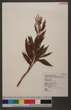 Polygonum barbatum L. d