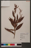 Polygonum virginianum L. var. filiforme (Thunb.) Nakai d