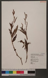 Polygonum virginianum L. var. filiforme (Thunb.) Nakai d