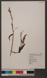Polygonum virginianum L. var. filiforme (Thunb.) Nakai d