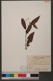 Polygonum dichotomum Blume D