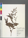 Persicaria lapathifolia (L.) Gray