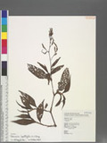 Persicaria lapathifolia (L.) Gray