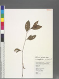 Persicaria maculosa Gray