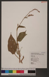 Polygonum orientale L. d