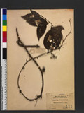 Smilax stenopetala A. Gray.