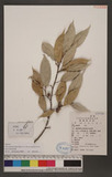 Ficus sarmentosa Buch.-Ham. ex J. E. Sm. var. henryi (Keng) Corner ï]