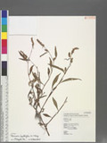 Persicaria lapathifolia (L.) Gray