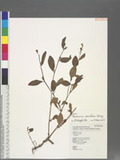 Persicaria maculosa Gray