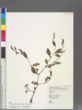 Persicaria maculosa Gray