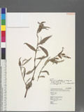 Persicaria lapathifolia (L.) Gray var. lanata (Roxb.) H. Hara