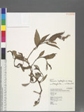 Persicaria lapathifolia (L.) Gray