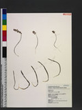 Scilla sinensis (Lour.) Merr. Ǩ