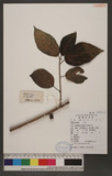 Ficus fulva Reinw. ex Blume _