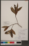 Ficus erecta Thunb. var. beechegana Hook. et Arn ѥPG
