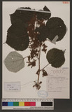 Boehmeria nivea (L.) Gaud. R