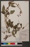 Polygonum chinense L. 