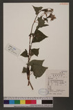 Fagopyrum cymosum (Trev.) Meisn.