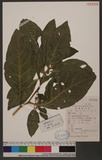 Phytollaca acinosa Roxb. OWӳ