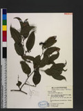 Smilax lanceifolia Roxb. OWgd
