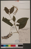 Phytollaca acinosa Roxb. OWӳ