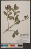 Cudrania cochinchinensis (Lour.) Kudo & Masam. var. gerontogea (S. & Z.) Kudo & Masam. OWC
