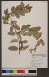 Malaisia scandens (Lour.) Planch. Ls