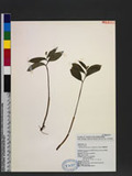 Maianthemum formosana (Hayata) La Frankie OWģ
