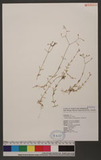 Arenaria subpilosa (Hayata) Ohwi ȤLߵ