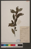 Cudrania cochinchinensis