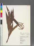 Persicaria glabra ( Willd. ) M. Gomez