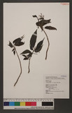 Pilea plataniflora C.H.Wright