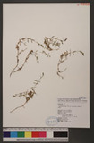 Cerastium trigynum Vill. var. morrisonense (Hayata) Hayata ɤs