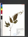 Desmodium laxum DC. subsp. leptopus (S. Gray) Ohashi ӱs½