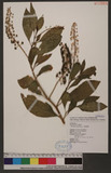 Phytollaca americana Linn. wӳ