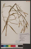Dianthus palinensis S. S. Ying ڳۦ