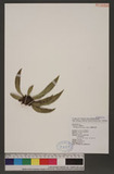 Antrophyum formosanum Hieron. OWe