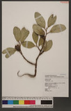Ficus pumila L. 薜荔