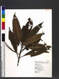 Pollia japonica Th...