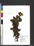 Pyracantha coccinea (Medic.) M. Roem. 洋火棘