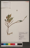 Ficus formosana Maxim. ѥPG