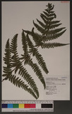 Pseudophegopteris hirtirachis (C. Chr.) Holtt. n`