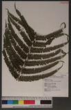 Pseudocyclosorus esquirolii (H. Christ) Ching 