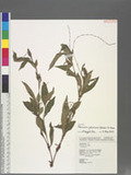 Persicaria pubescens (Blume.) H. Hara.