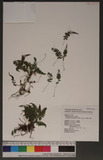 Thelypteris angustifrons (Miq.) Ching p踭P