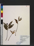 Maianthemum formosanum (Hayata) Lafrankie OW