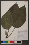 Dendrocnide meyeniana (Walp.) Chew rH