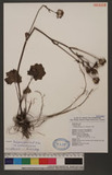 Farfugium japonicum (L.) Kitamura var. formosanum (Hayata) Kitamura OWs